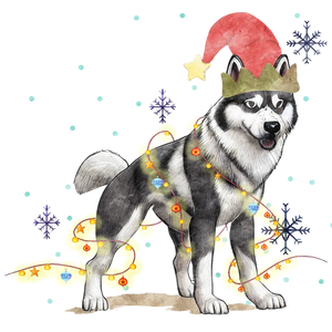 Holiday Husky Glow